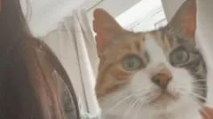 Cat missing for 10 years returns home on owner's 30th birthday