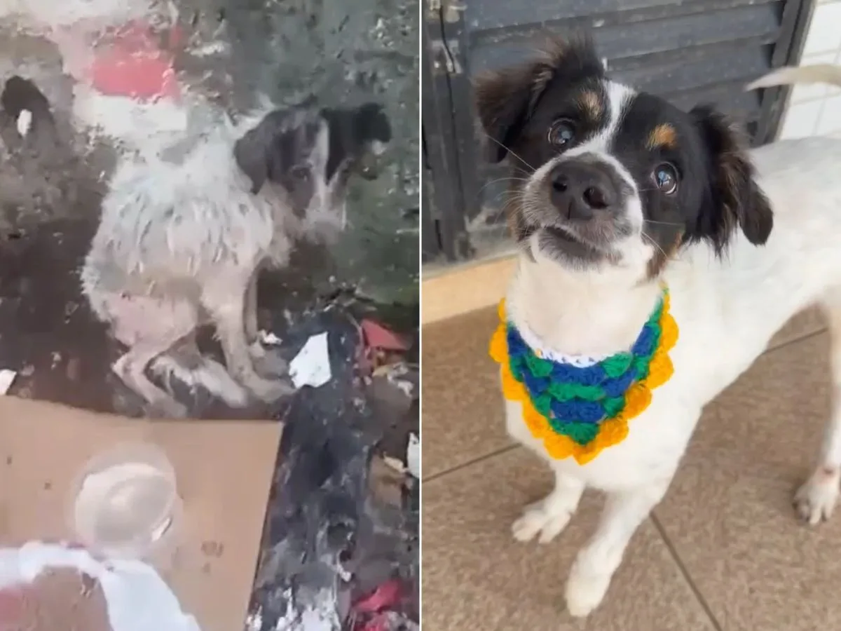 Cachorro resgatado com catarata e depressão volta a enxergar após cirurgia: 'Descobriu o mundo'