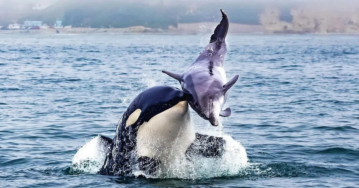 Científicos llegaron a la conclusión de que las orcas y delfines han alcanzado un punto evolutivo de "no retorno" y nunca más regresarán a tierra firme