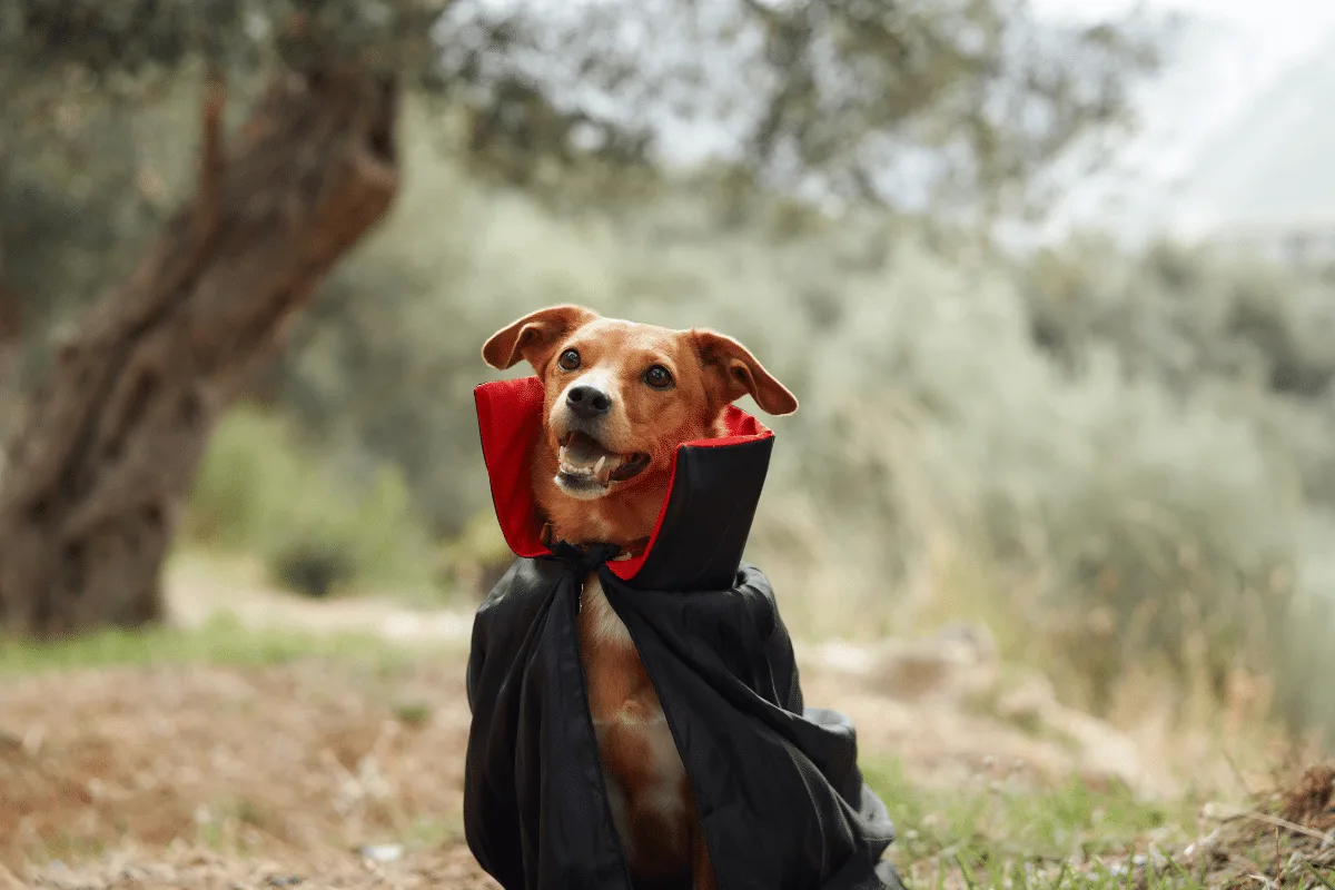 Saga Crepúsculo: veja 10 nomes para cachorro inspirados nos personagens
