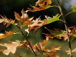 Kampf ums Überleben: Wie die Natur mit Hitzestress und Trockenheit umgeht