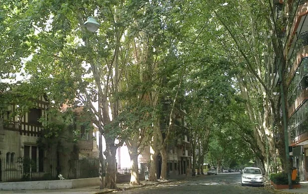 Alerta, alérgicos: el mapa porteño de los árboles que muchos evitan en primavera