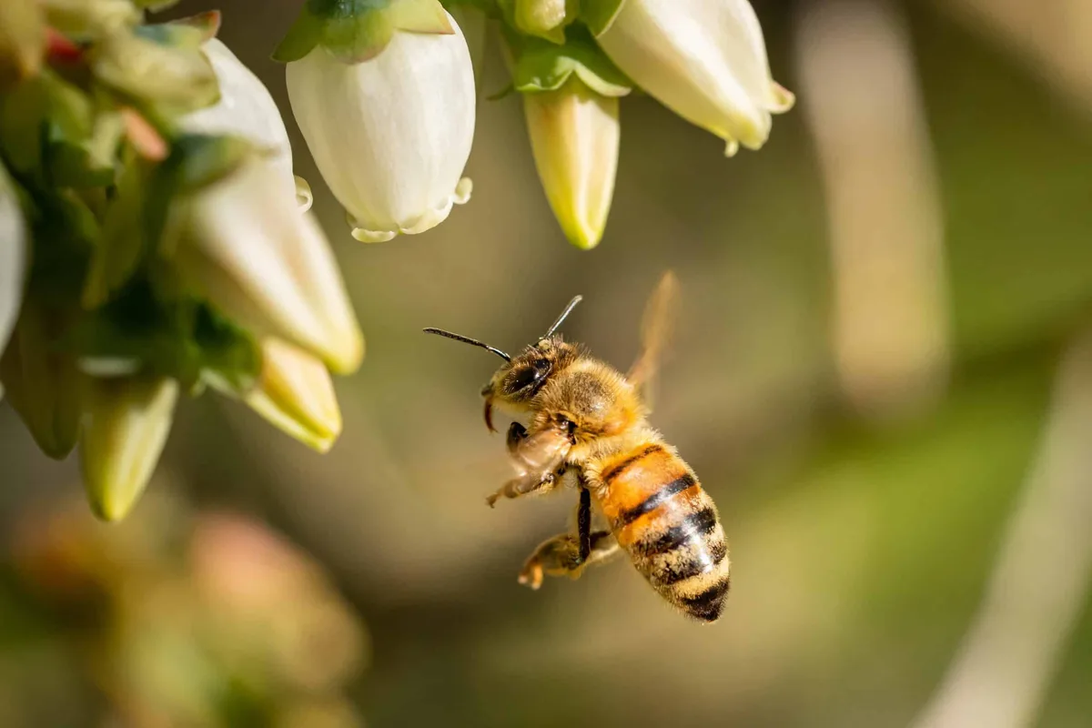 Agricultura ameaça os animais dos quais depende para continuar produzindo