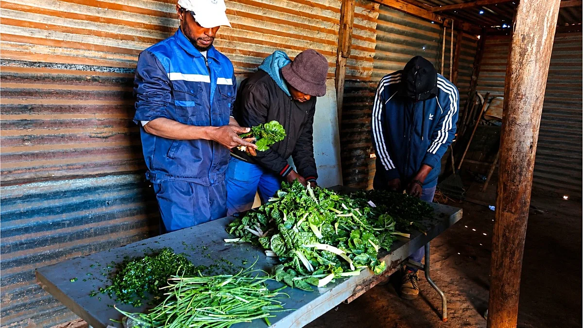 LOCAL RESILIENCE: How a Lenasia community garden helps unemployed families put food on the table