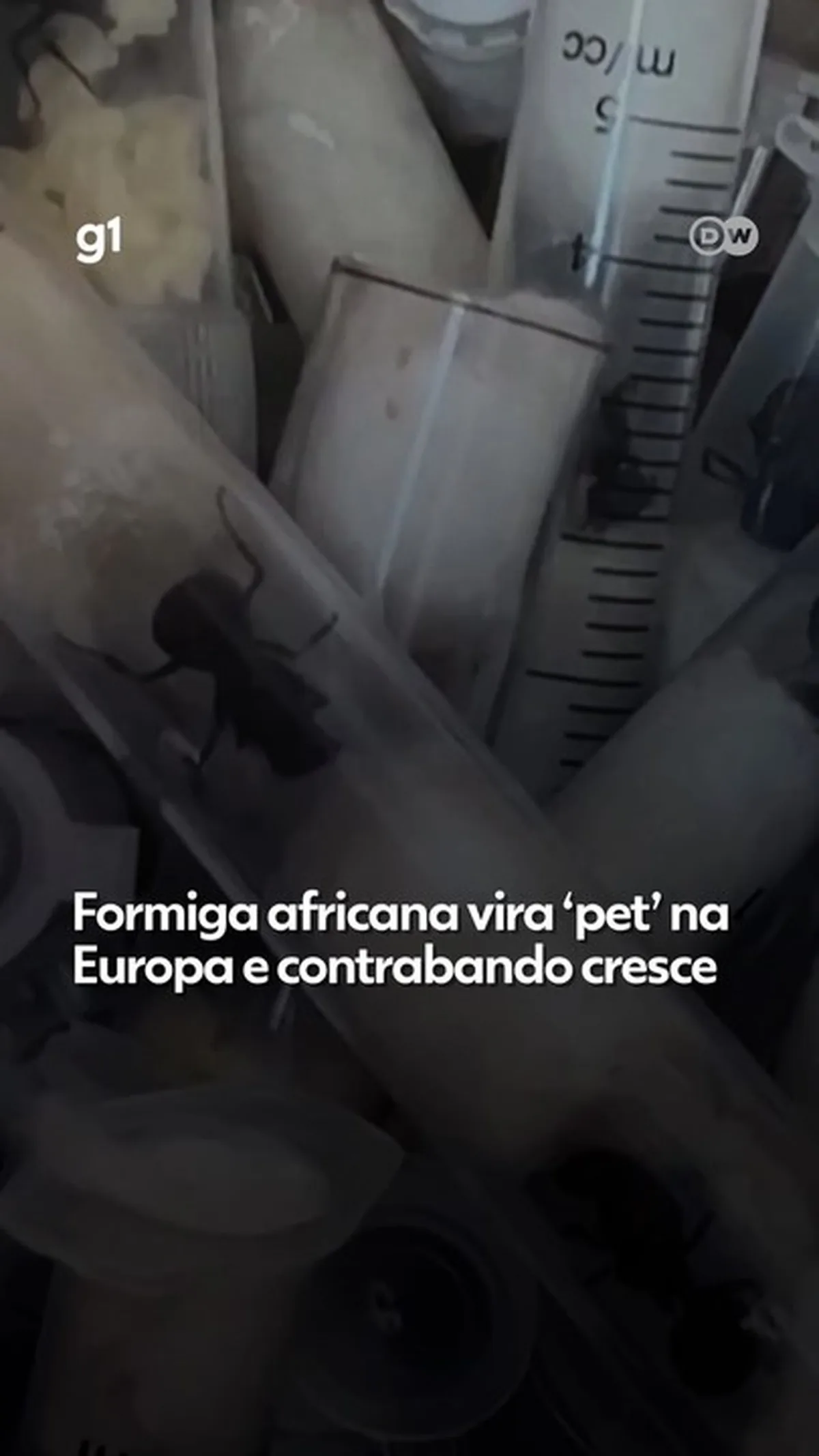 Formiga africana vira ‘pet’ na Europa e contrabando cresce; veja VÍDEO