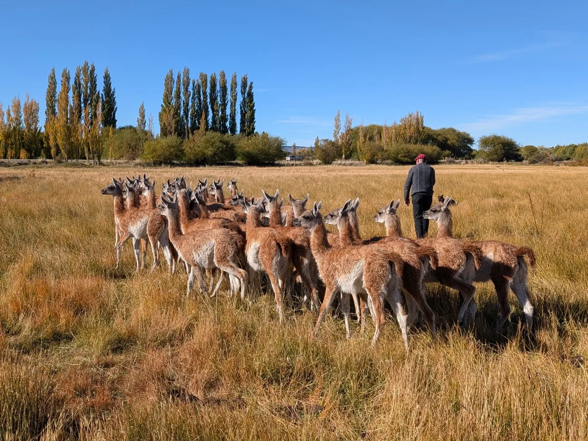 Eric Agustín y Mónica Reinsch amansan guanacos, los esquilan y exportan una de las fibras más valiosas del mundo: “Tiene que ser revolucionario”