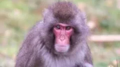 Escaped monkey returns to Highland Wildlife Park enclosure