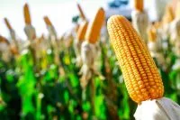 Milho sobe 4,40% em Chicago após realtório de oferta e demanda do USDA