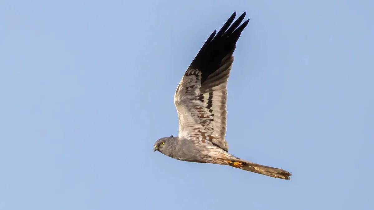 One 'absolutely prolific' male bird is keeping his species alive in the U.K.
