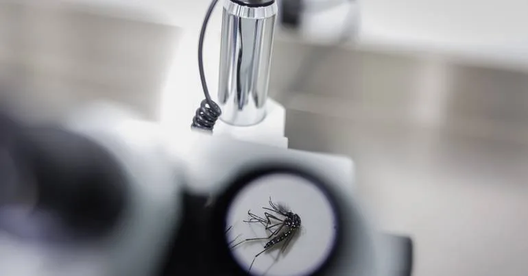 Detetado em Castelo Branco mosquito transmissor do dengue