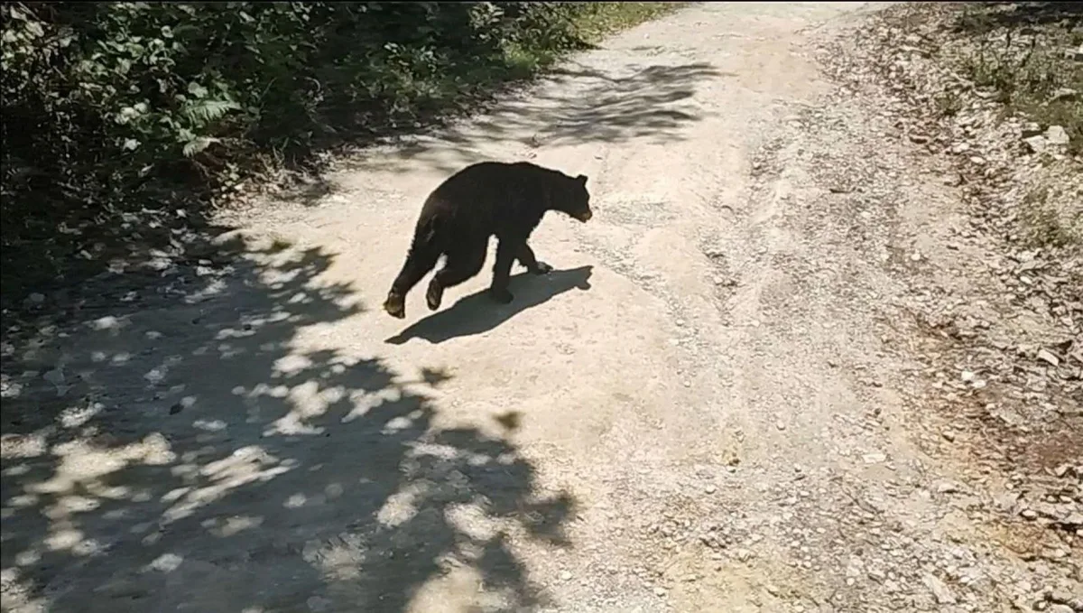 Osos negros son vistos cerca de zonas urbanas en Nuevo León: ¿Qué hacer si te encuentras uno?