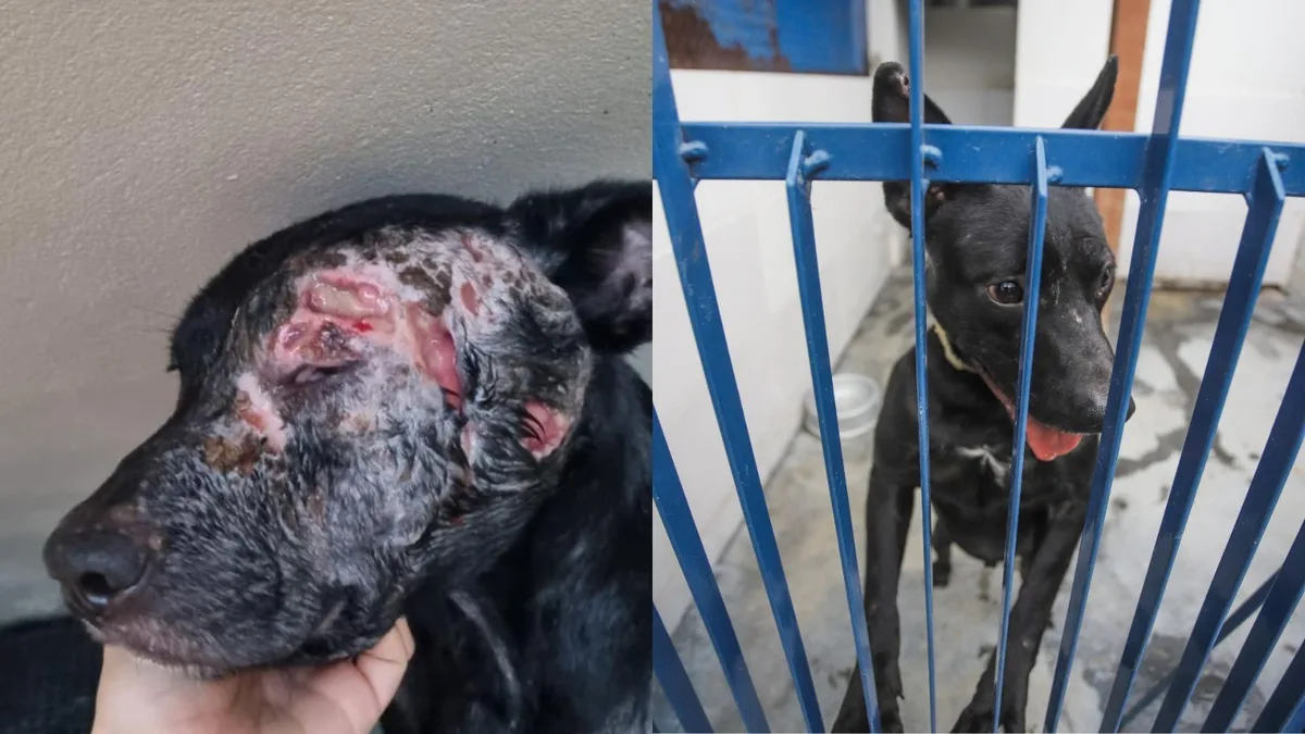 Florianópolis oferece tratamento gratuito contra leishmaniose em cães