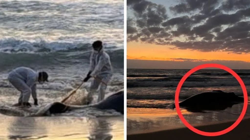 Juvenile humpback whale washes up dead on Sunshine Coast beach