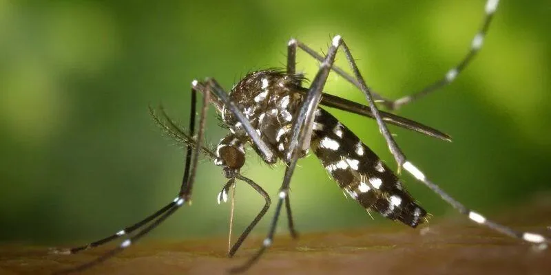 Cuba supera los 7,100 casos de dengue en 2026, una cifra 7.4 veces mayor a la esperada