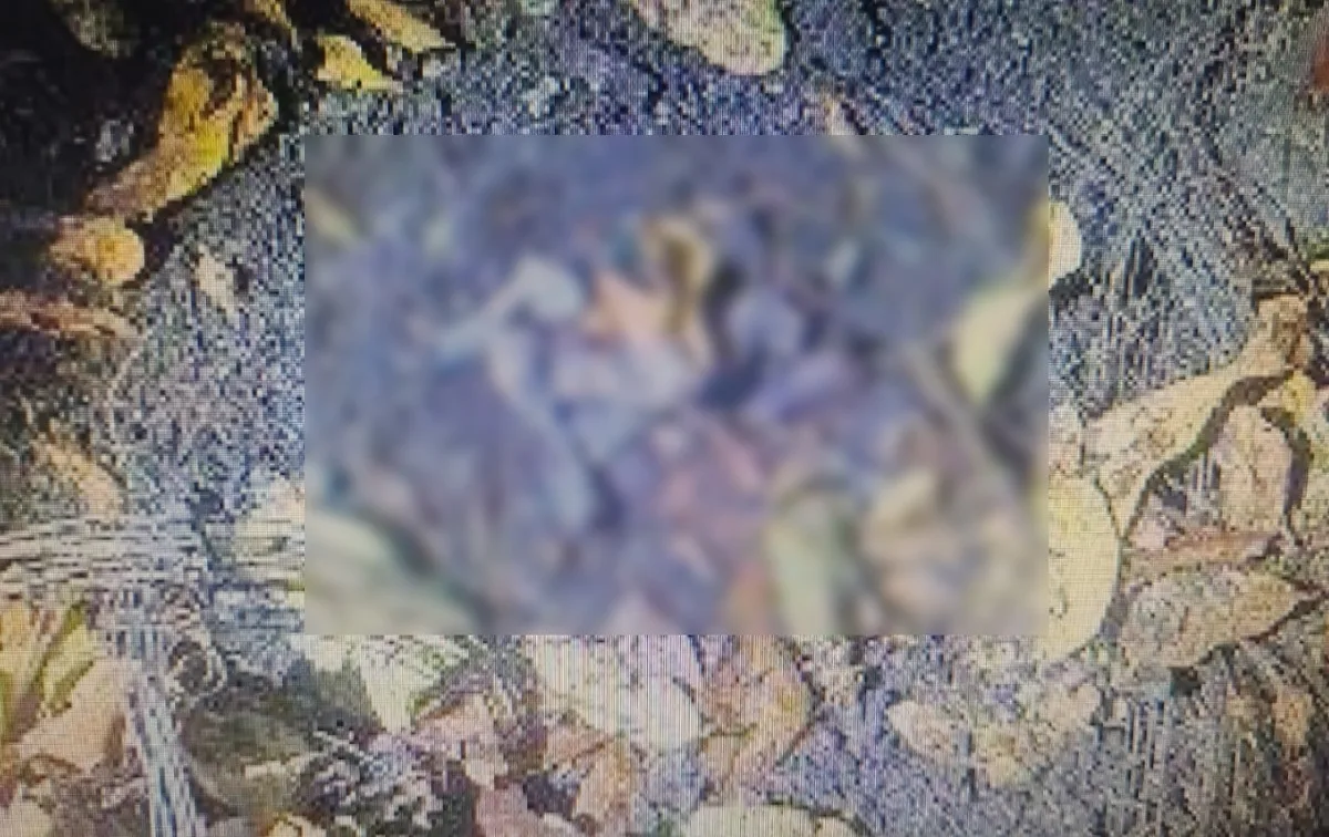 Polícia conclui que ossos achados em terreno de Presidente Prudente eram de origem animal