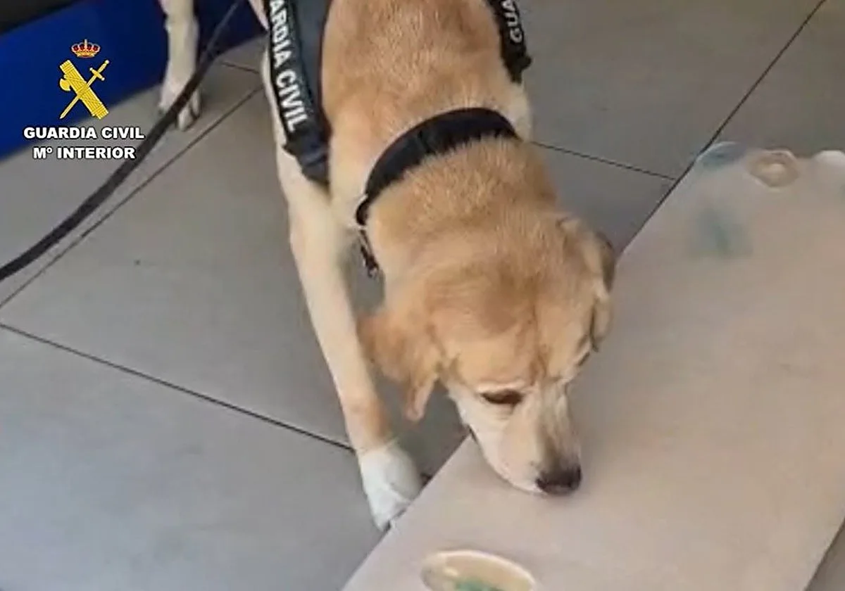 Encuentran una almohada impregnada con cocaína en el desembarco del ferry en Huelva