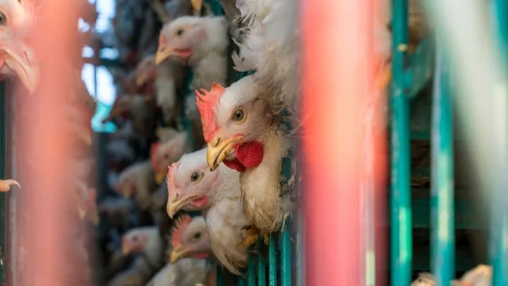 Profession : ramasseur de poulets