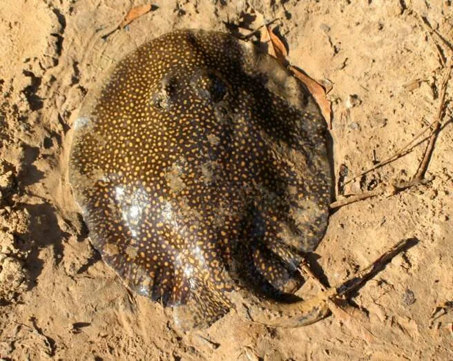 Pouco conhecidos, peixes peçonhentos podem ajudar na descoberta de medicamentos