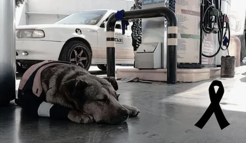 Muere “Solovino”, perrito despachador de gasolinera en Toluca; caso desata indignación en redes sociales