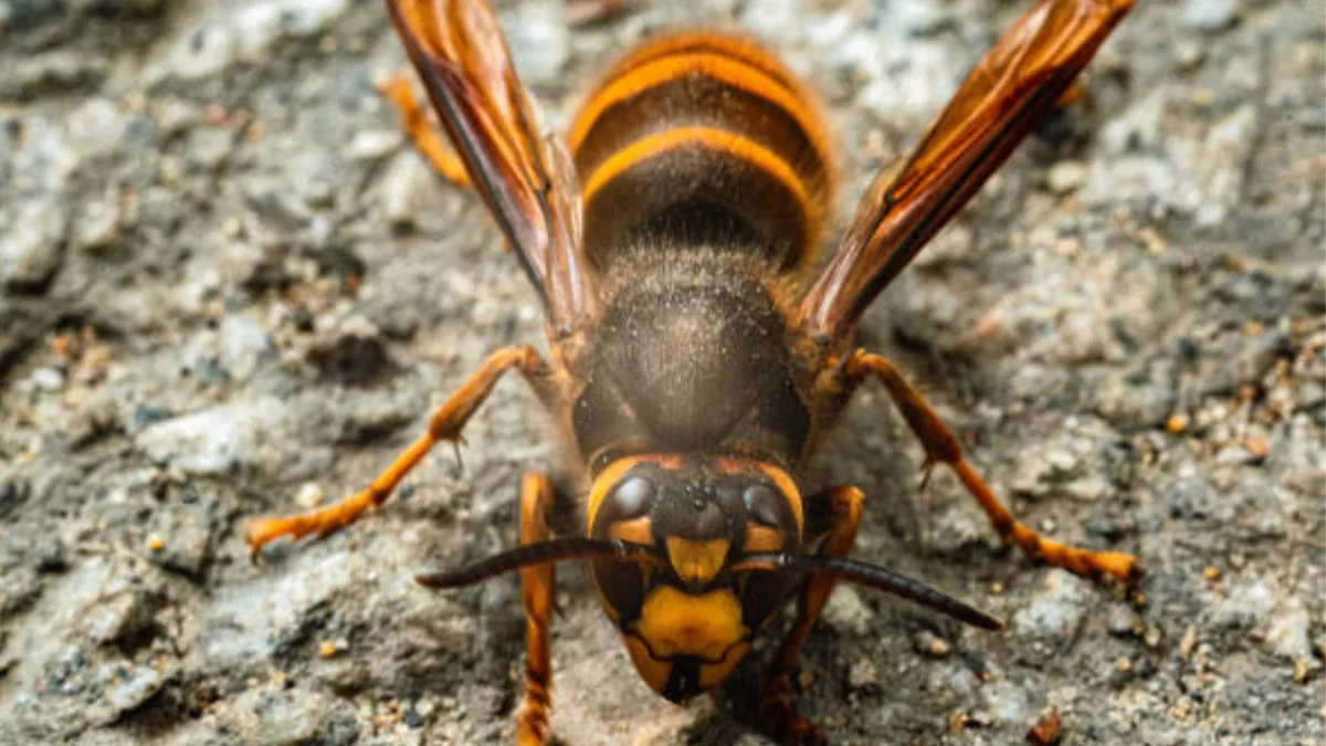 La avispa asiática se expande por España: así puedes identificarla y estas son las consecuencias de su picadura