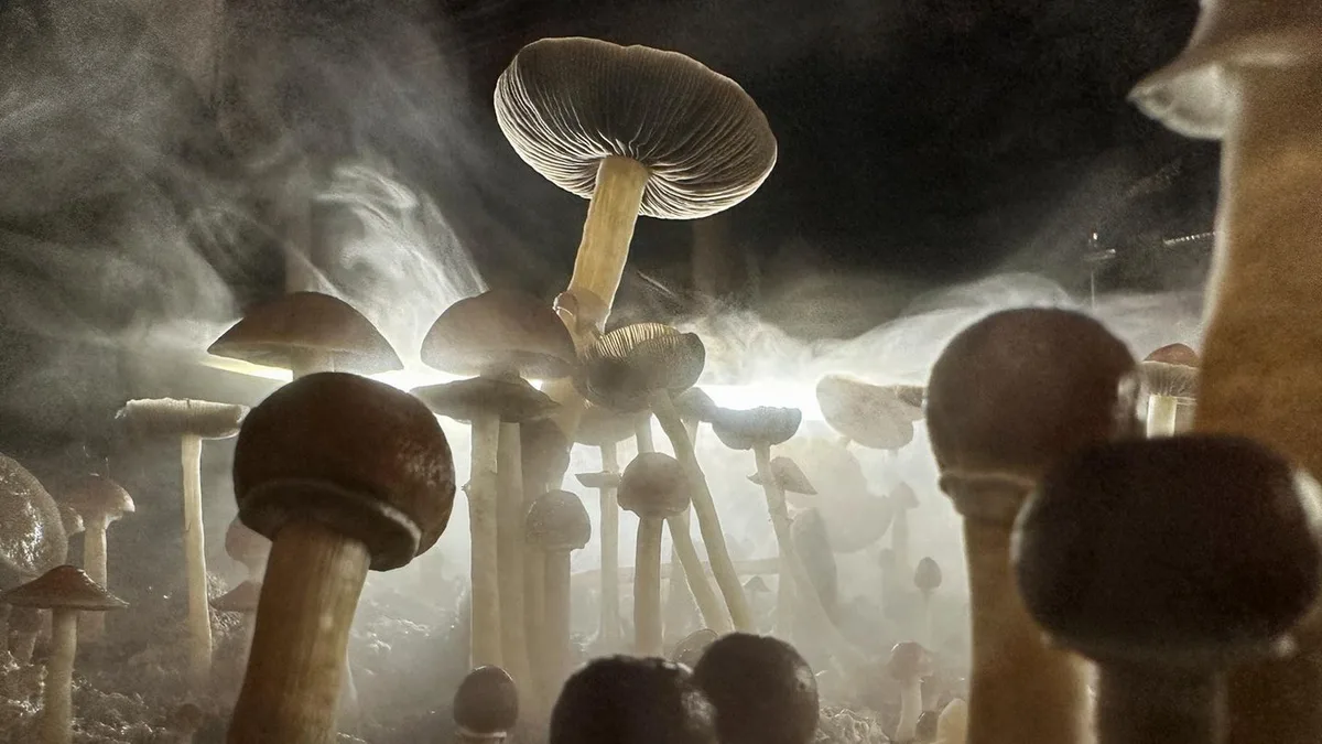 Studie: „Magic Mushrooms“ bringen das Gehirn durcheinander – und ordnen es neu