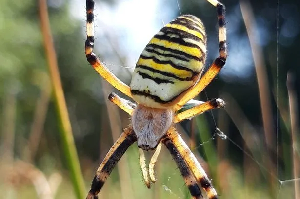 Rare wasp spider spotted in UK county for first time as experts issue warning