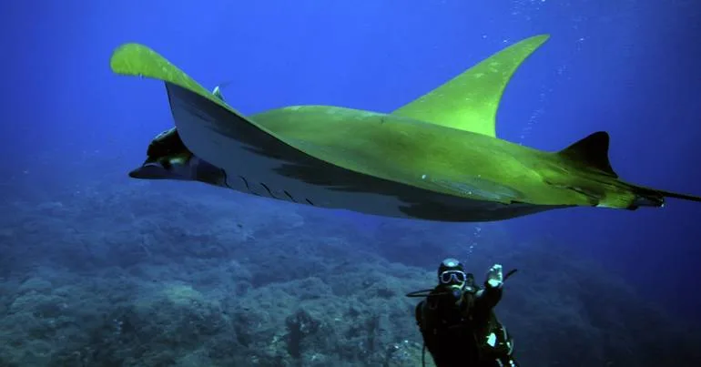 Temperatura dos oceanos registou recorde de 21,1 ºC