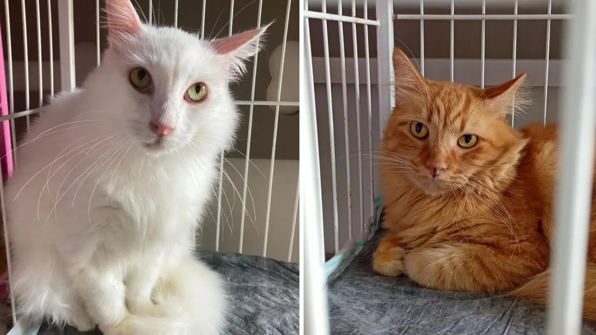 ‘Eles não sabiam brincar’: gatos resgatados de apartamento com 400 animais ainda esperam um lar em SC