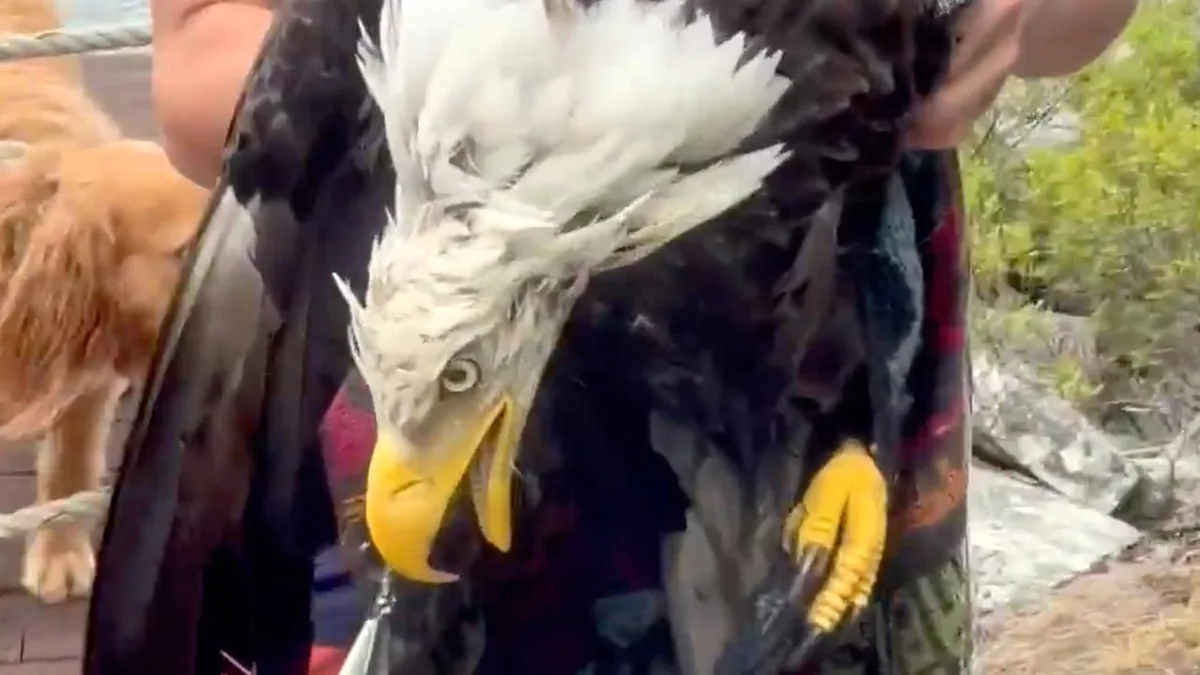 N.S. father and son save bald eagle, take poke at Trump | The Moment
