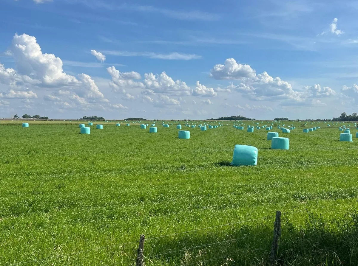 Alfalfa: la pastura que puede guardar hasta un 25 % más de carbono en el suelo