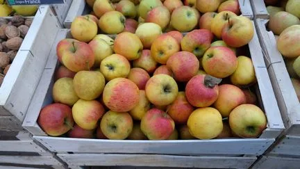 La récolte de pommes va être "historiquement basse" cette année en raison de la sécheresse, avec une baisse d'environ 30% par rapport à 2025