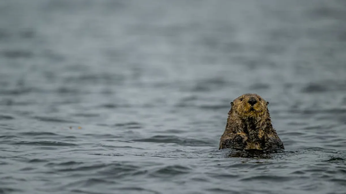 Sea otters returned to Canada after extinction; now they protect kelp but threaten a prized 'local delicacy'