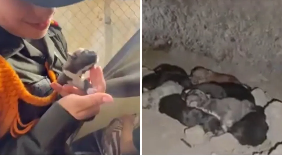 Reina sobrevivió al terremoto junto a sus 10 cachorros: así fue rescatada la perrita entre los escombros en Pereira