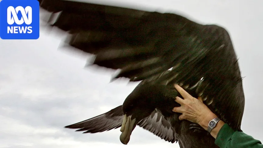 What does bird flu do to humans and does it have pandemic potential?