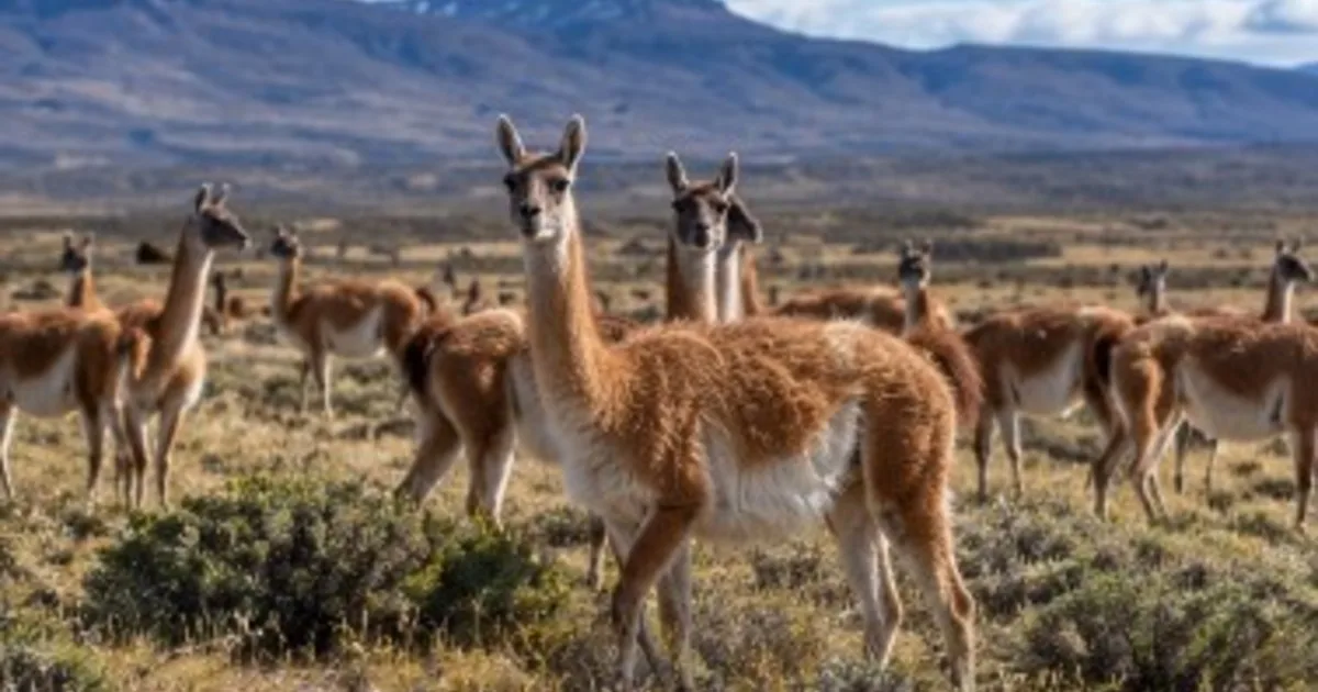 Tenía 3.500 ovejas y hoy alberga más de 3.000 guanacos: la transformación de una estancia en Chubut