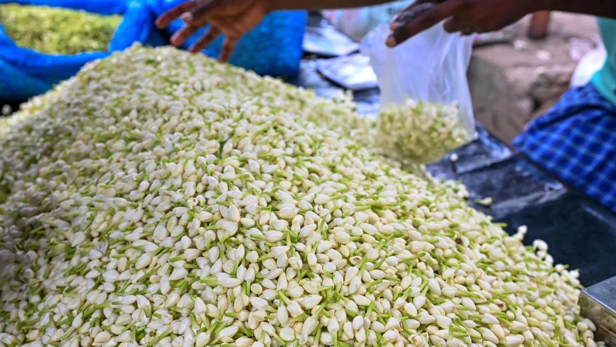 Madurai’s festival flowers: Champak, marigold and jasmine for the Meenakshi temple Kumbabishekam