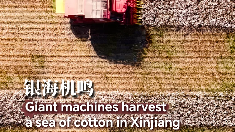 Giant machines harvest a sea of cotton in Xinjiang