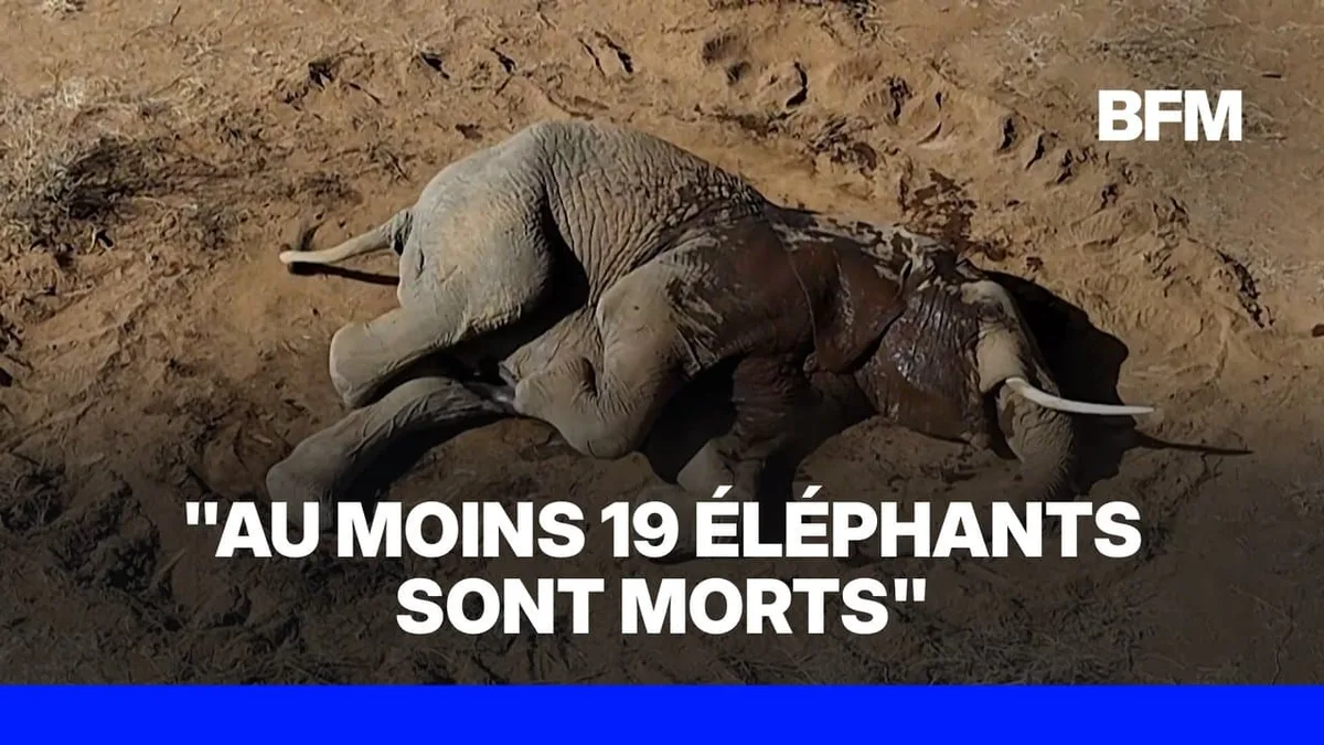 La mort mystérieuse de plusieurs éléphants inquiète dans le sud du Kenya
