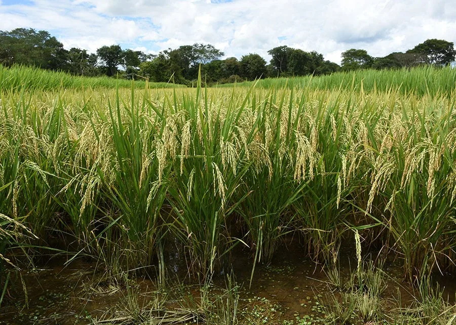 Embrapa identifica plantas resistentes à praga que pode comprometer até 100% da produção