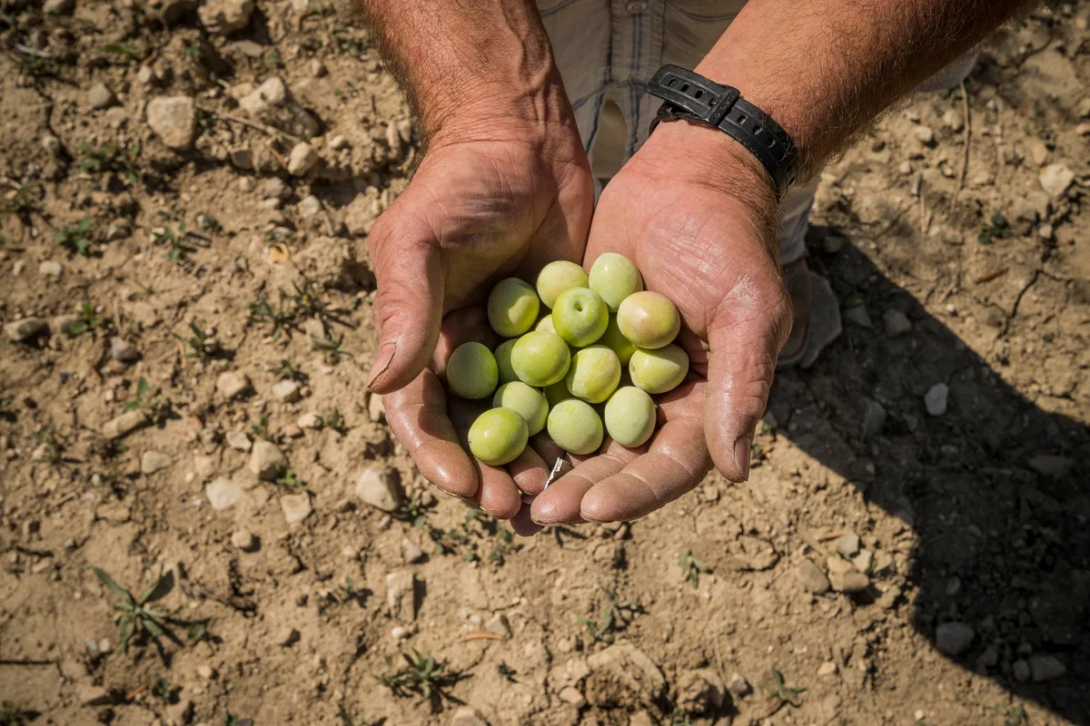 El sector de la aceituna de mesa española se une a Italia y Grecia para plantar batalla en la guerra comercial