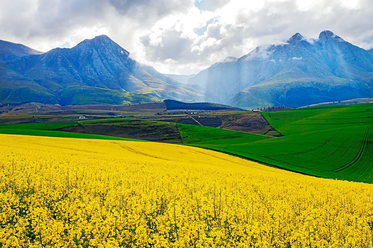 AGRICULTURAL SQUEEZE: Bread & Wine: When the wheat stops paying (Part Four)
