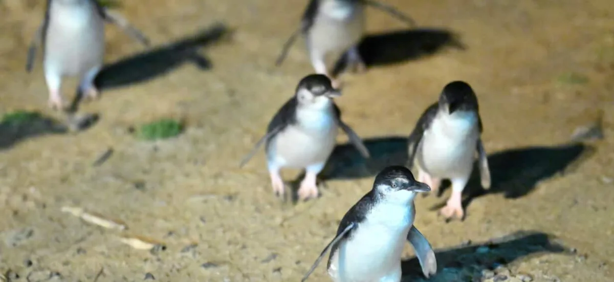 Rush to vaccinate little penguins against H5N1 as another seal is diagnosed
