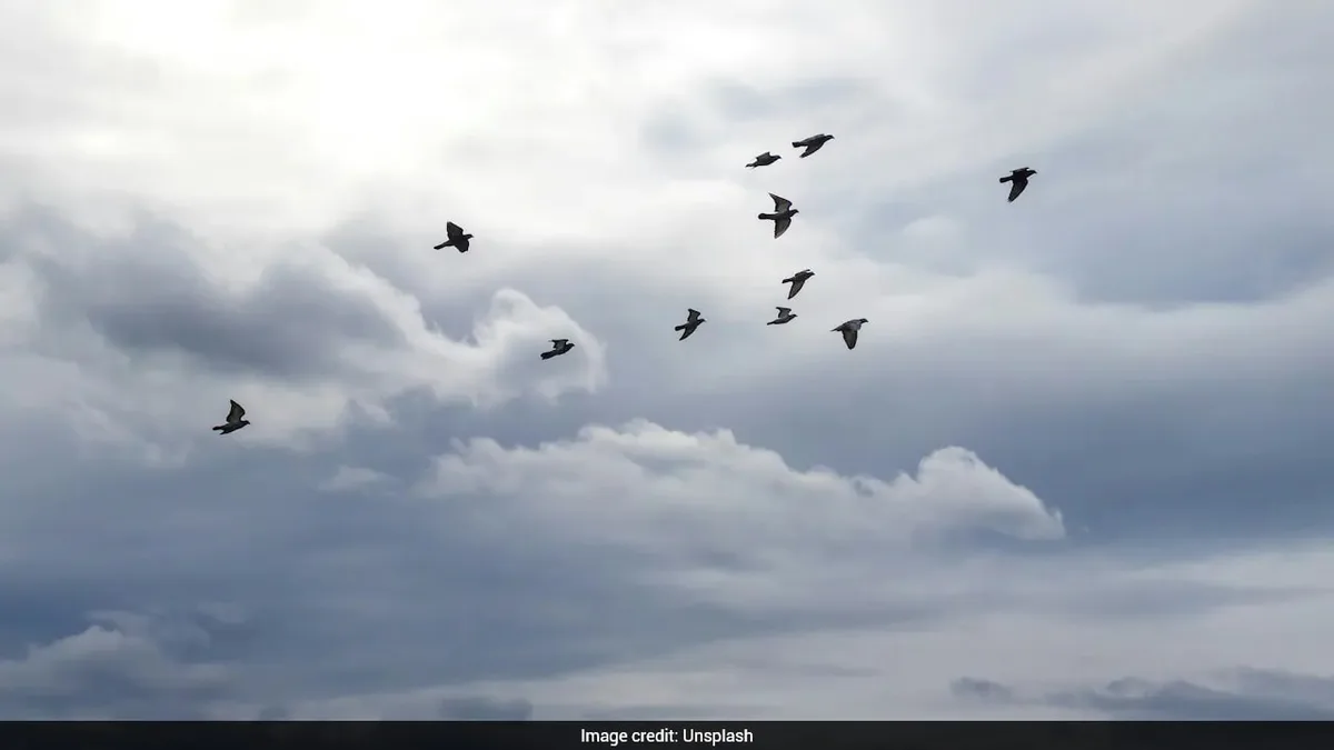 NATO Jets Scramble To Intercept Drone, Discover It's Just Birds