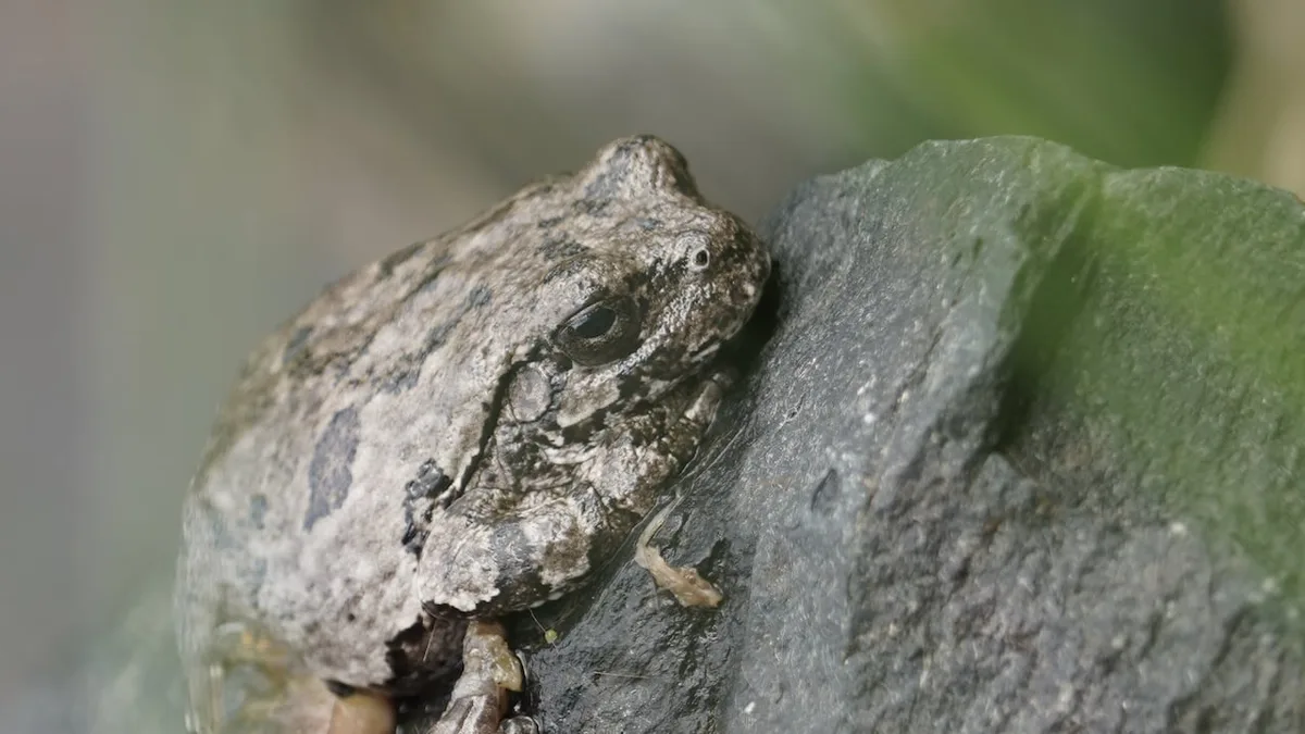 Researchers probe Prairie wetlands for signs of 'epidermal epidemic' in Manitoba frogs, salamanders