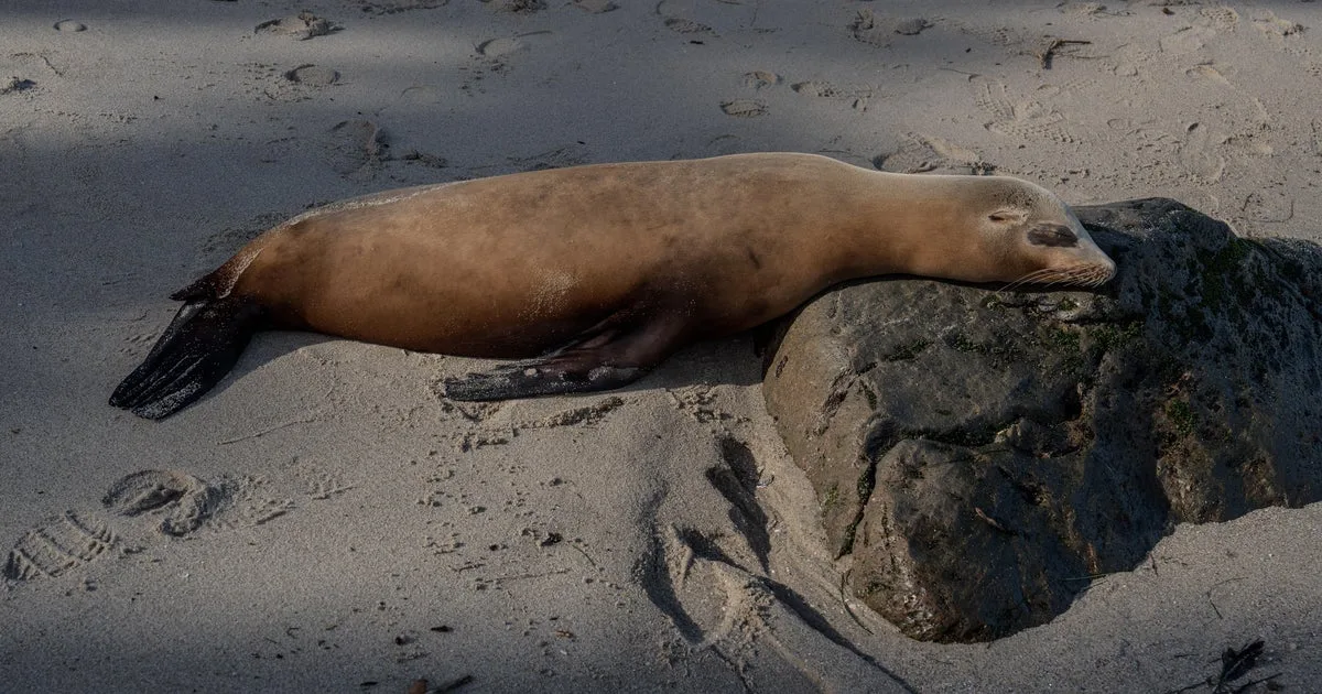 Teen caught on video kicking sea lion pleads guilty, faces prison time