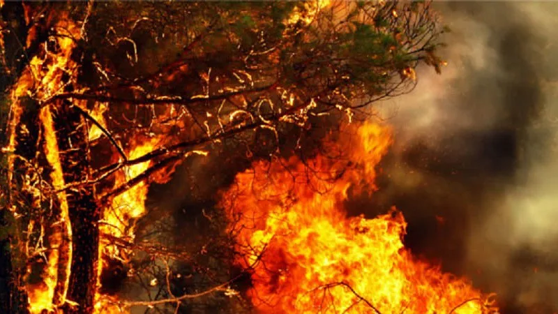 Incêndios: Fogo em Arouca com quatro frentes ativas leva a cuidados em duas aldeias