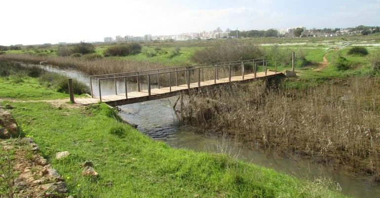 Falta de oxigénio na água mata peixes em Alcantarilha