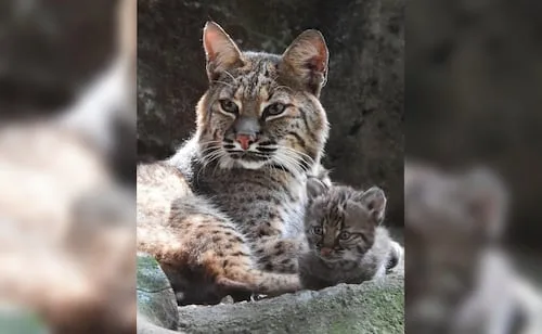 ¡Chapultepec tiene nuevo habitante!; nace la primera cría de lince rojo en el centro de conservación