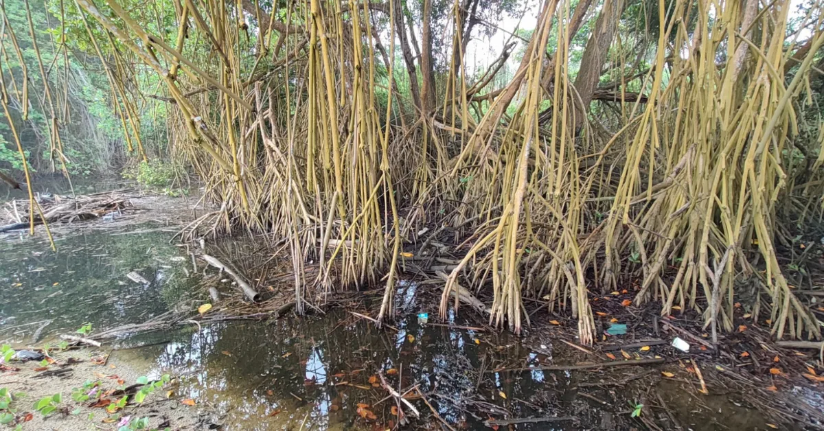 Plantean plan de restauración ecológica en parches de mangle rojo en La Sabana