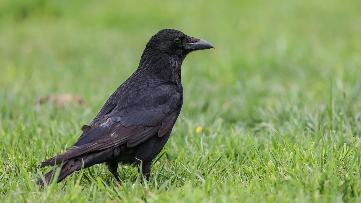 Feuerwehr muss einschreiten: Erneut Vogel in Kunstwerk an Konstablerwache geraten